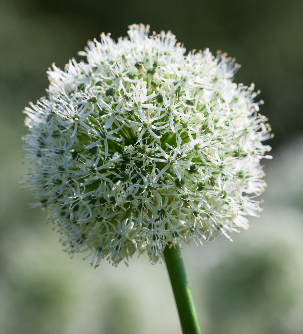 Sarah Raven Bulbs Allium stipitatum Mount Everest Blumenzwiebeln 3 Stück weiß