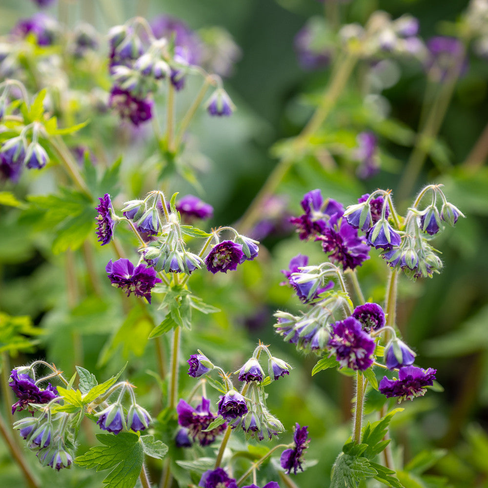 Sarah Raven Geranium phaeum Joseph Green Pflanze 3x 9cm Topf
