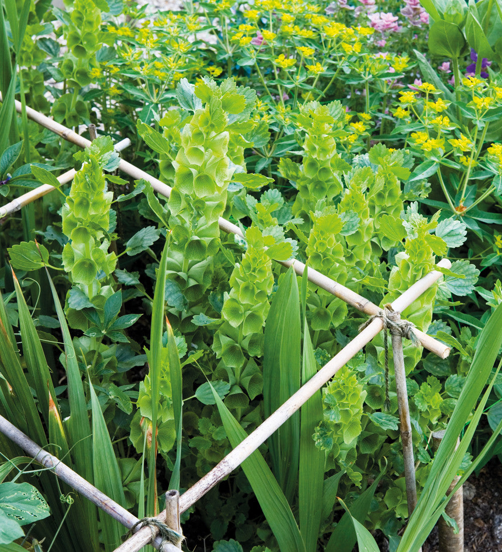Sarah Raven Moluccella laevis Samen 200 Samen Schnittblume grün