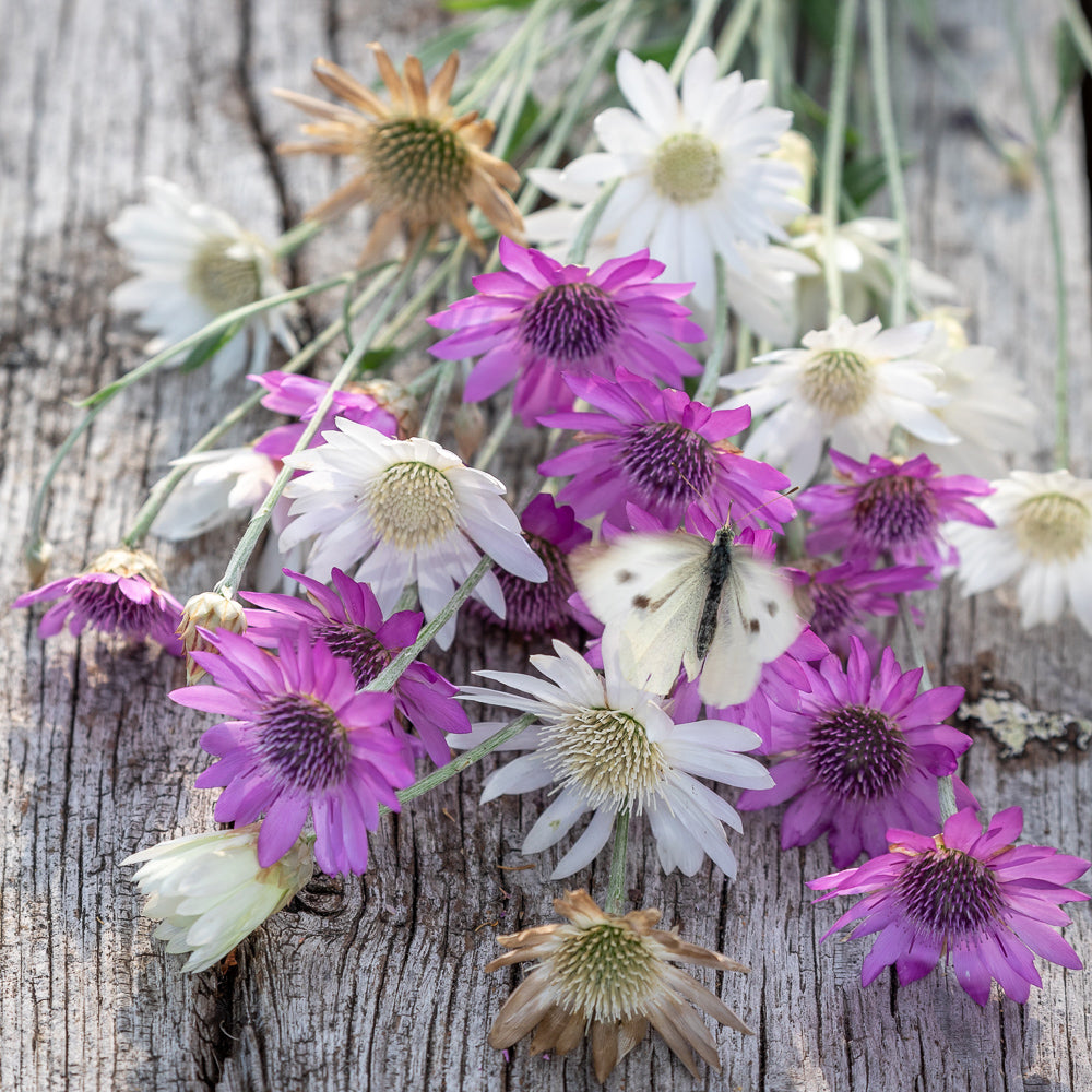 Sarah Raven Seeds Xeranthemum annuum Samen 250 Samen Trockenblume