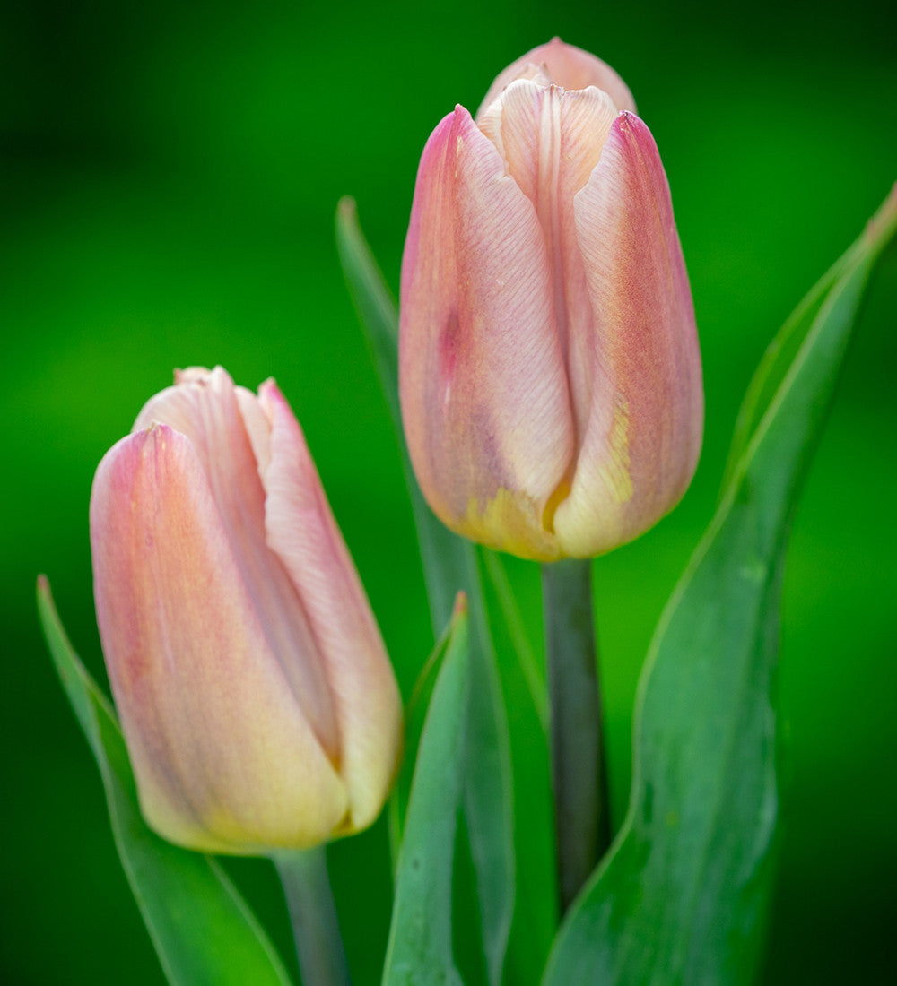Sarah Raven Tulpe Apricot Copex Blumenzwiebeln 10 Zwiebeln