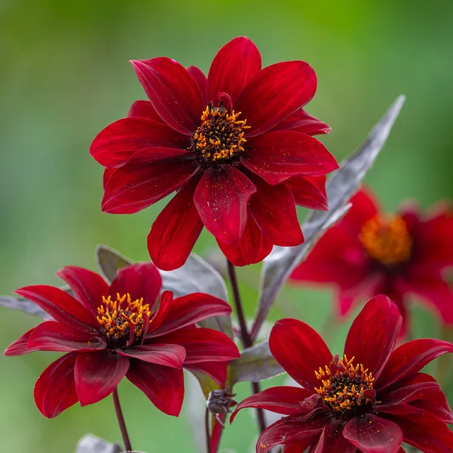 Sarah Raven Plants Dahlia Dreamy Hot Chocolate Dahlie 3x9cm bienenfreundlich