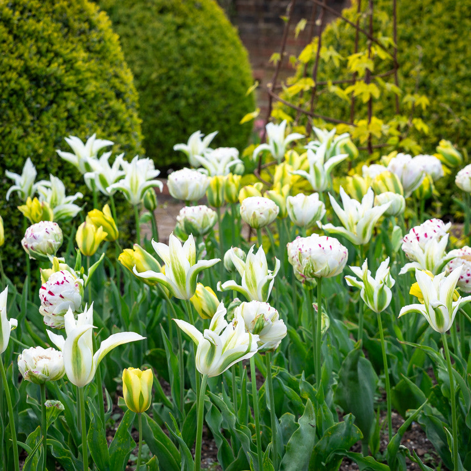 Sarah Raven Bulbs White Border Tulip Blumenzwiebeln 90 Stück weiß