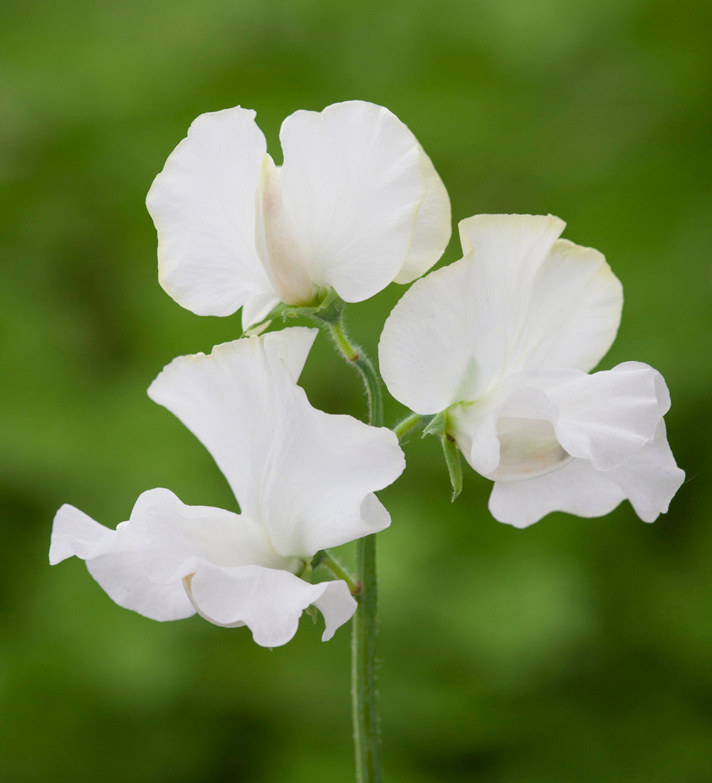 Sarah Raven White Garden Duftwickensamen 20 Samen duftend