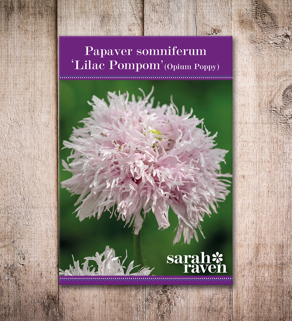Sarah Raven Seeds Papaver Lilac Pompom Samen 750 Samen Rosa Gefüllt