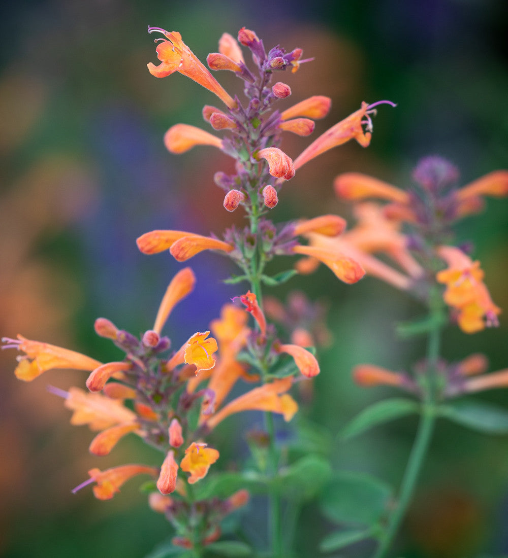 Sarah Raven Agastache Sandstone Samen 50 Korn aromatisch