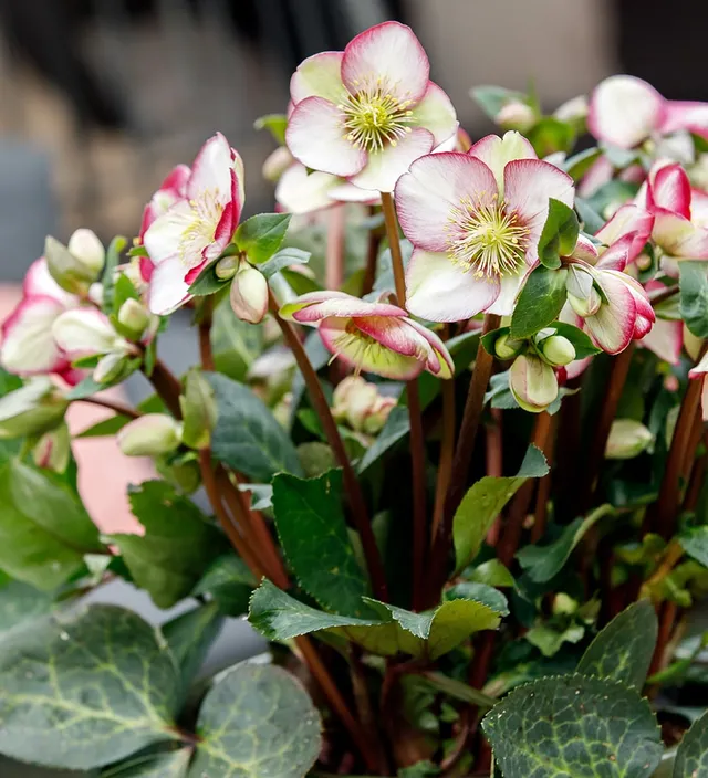 Sarah Raven Plants Helleborus Magico Christrose 2L Topf Winterblüte