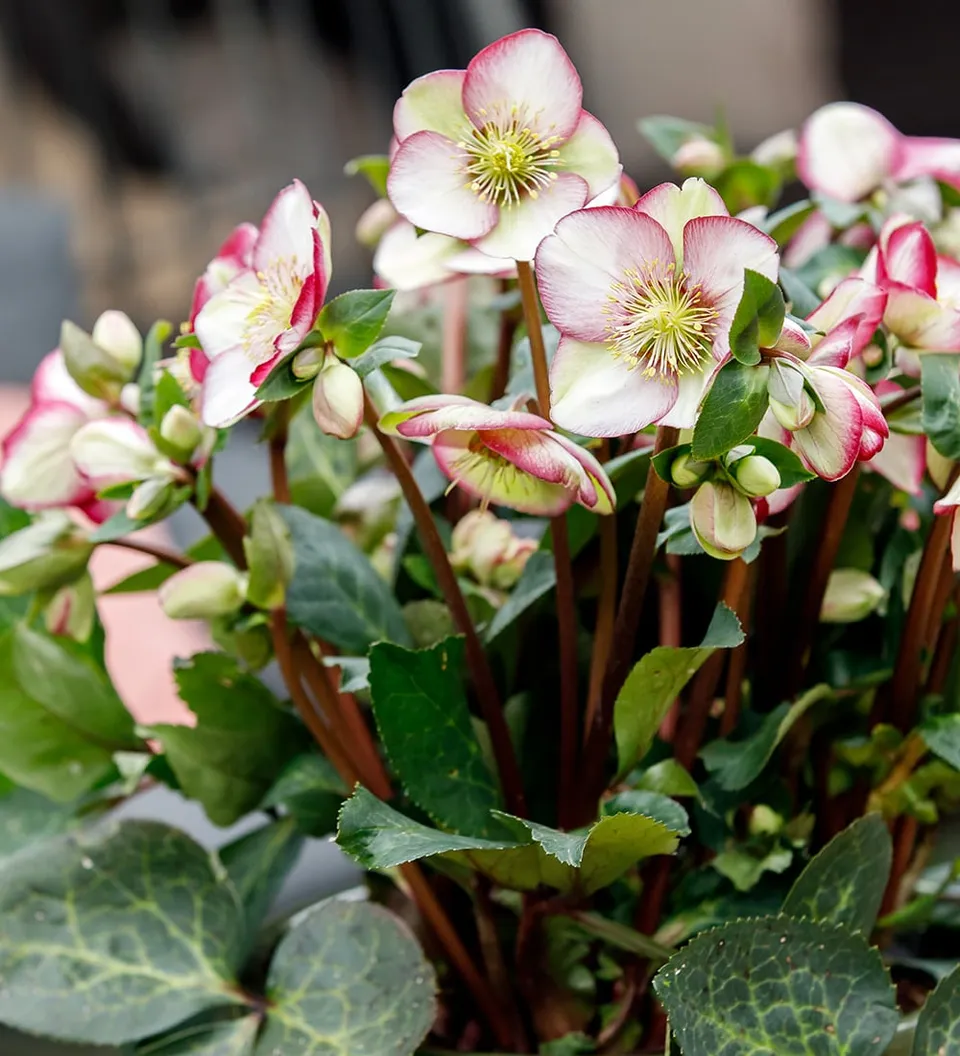 Sarah Raven Plants Helleborus Magico Christrose 2L Topf Winterblüte