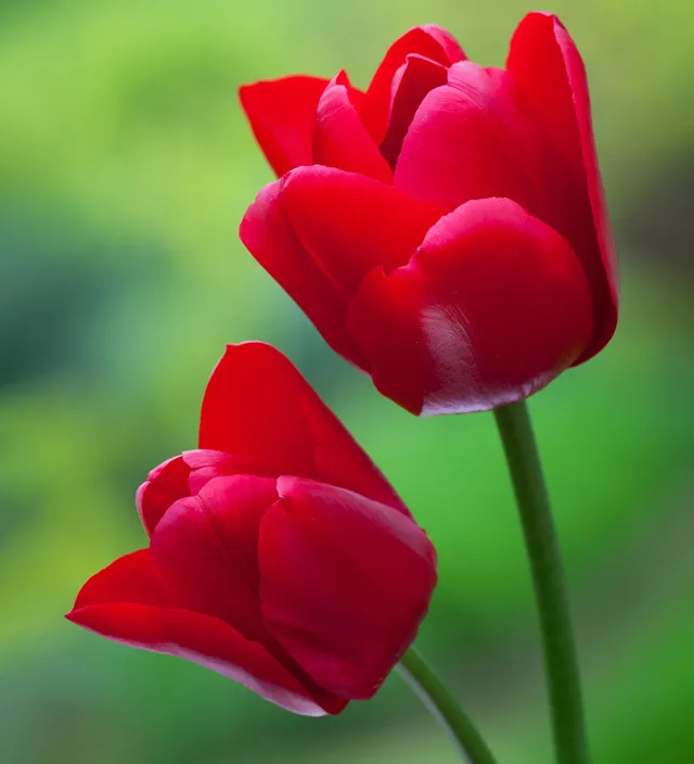 Sarah Raven Unique de France Tulpe Blumenzwiebeln 10 Stück rot