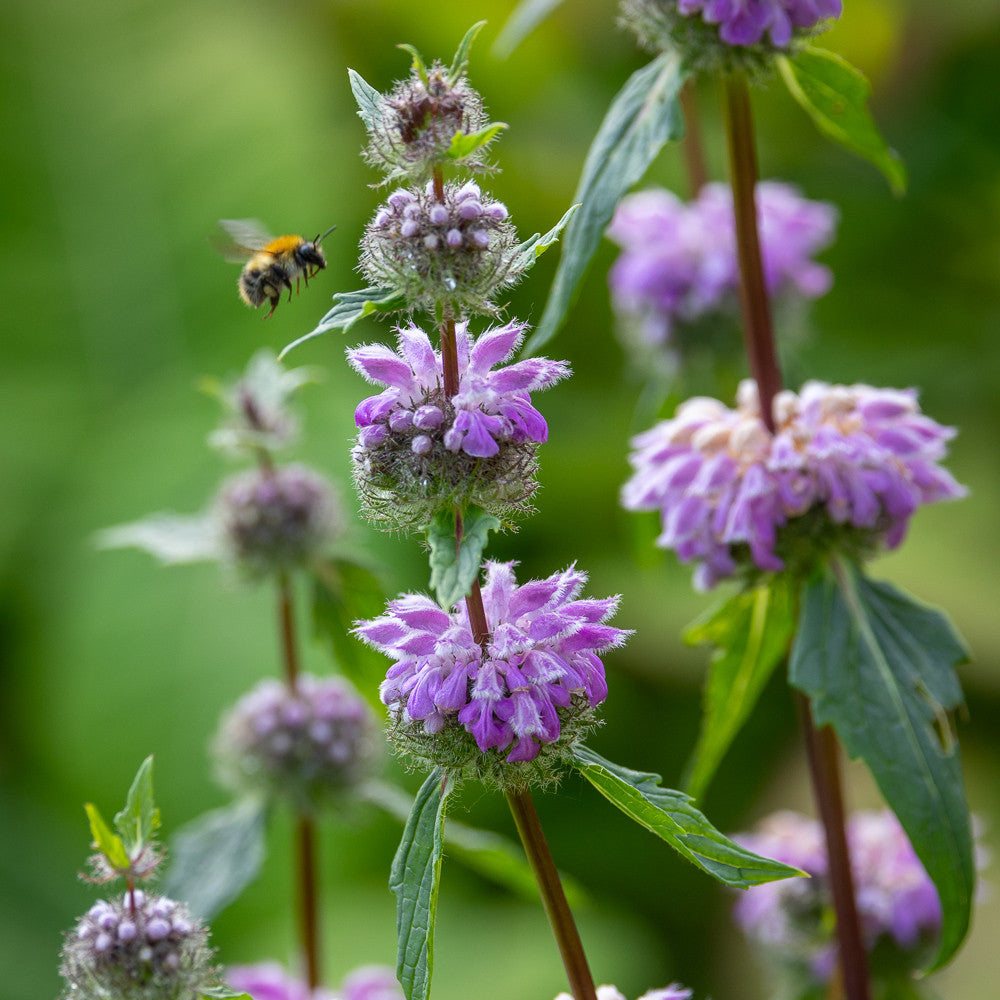 Sarah Raven Plants Phlomis tuberosa Amazone Staude 3x 9cm trockenfest