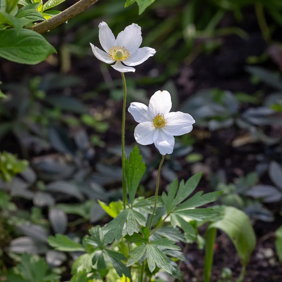Sarah Raven Plants Anemone sylvestris Staude 9cm weiß