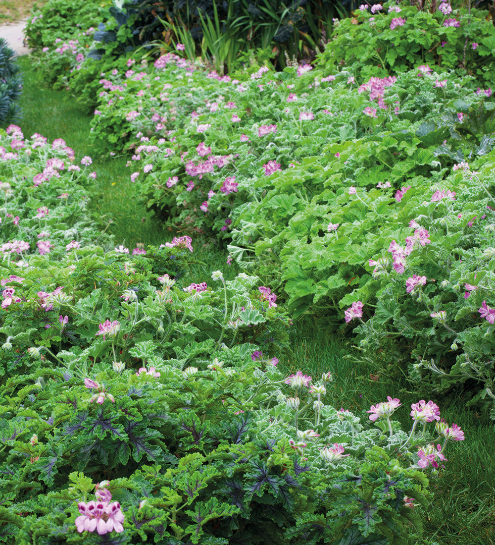 Sarah Raven Plants Attar of Roses Duftgeranie 3x9cm Rosenduft