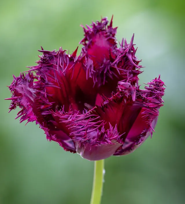 Sarah Raven Tulpe Labrador Blumenzwiebeln 10 Stück dunkellila