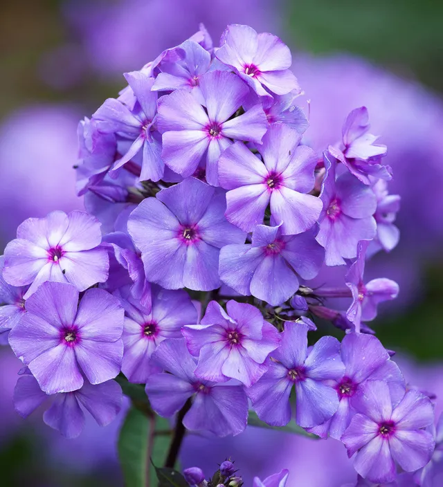 Sarah Raven Phlox Blue Paradise Staude 3x 9cm duftend