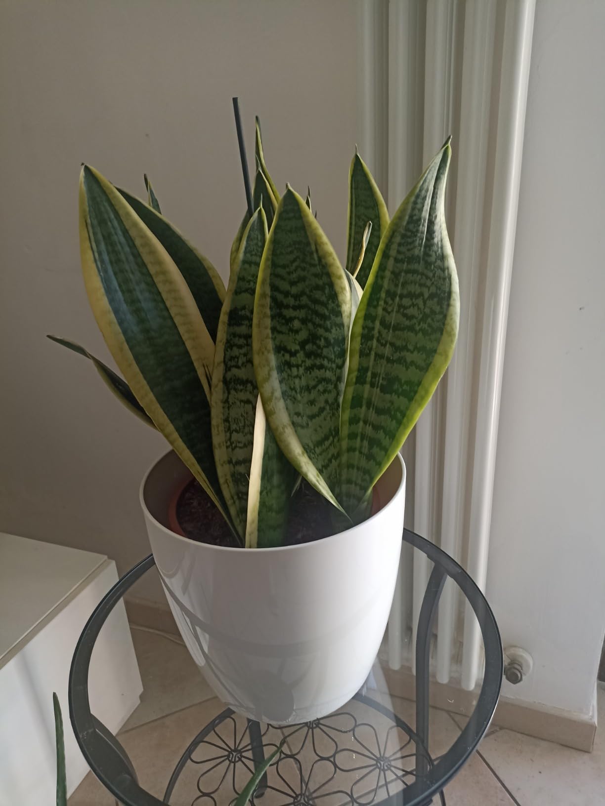 elho Brussels Blumentopf 22cm schwarz metallic rund für innen
