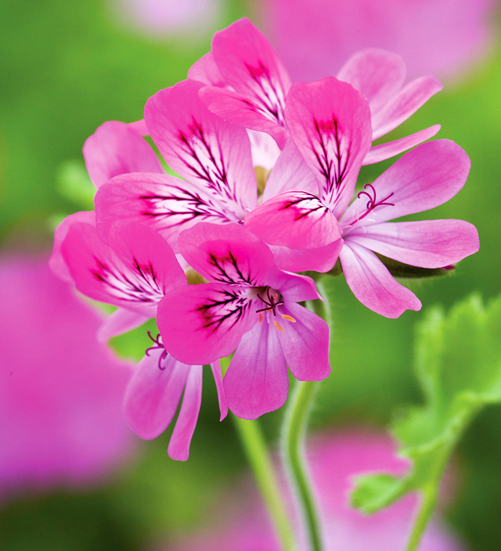 Sarah Raven Plants Pelargonium Pink Capitatum 3 Töpfe Duft