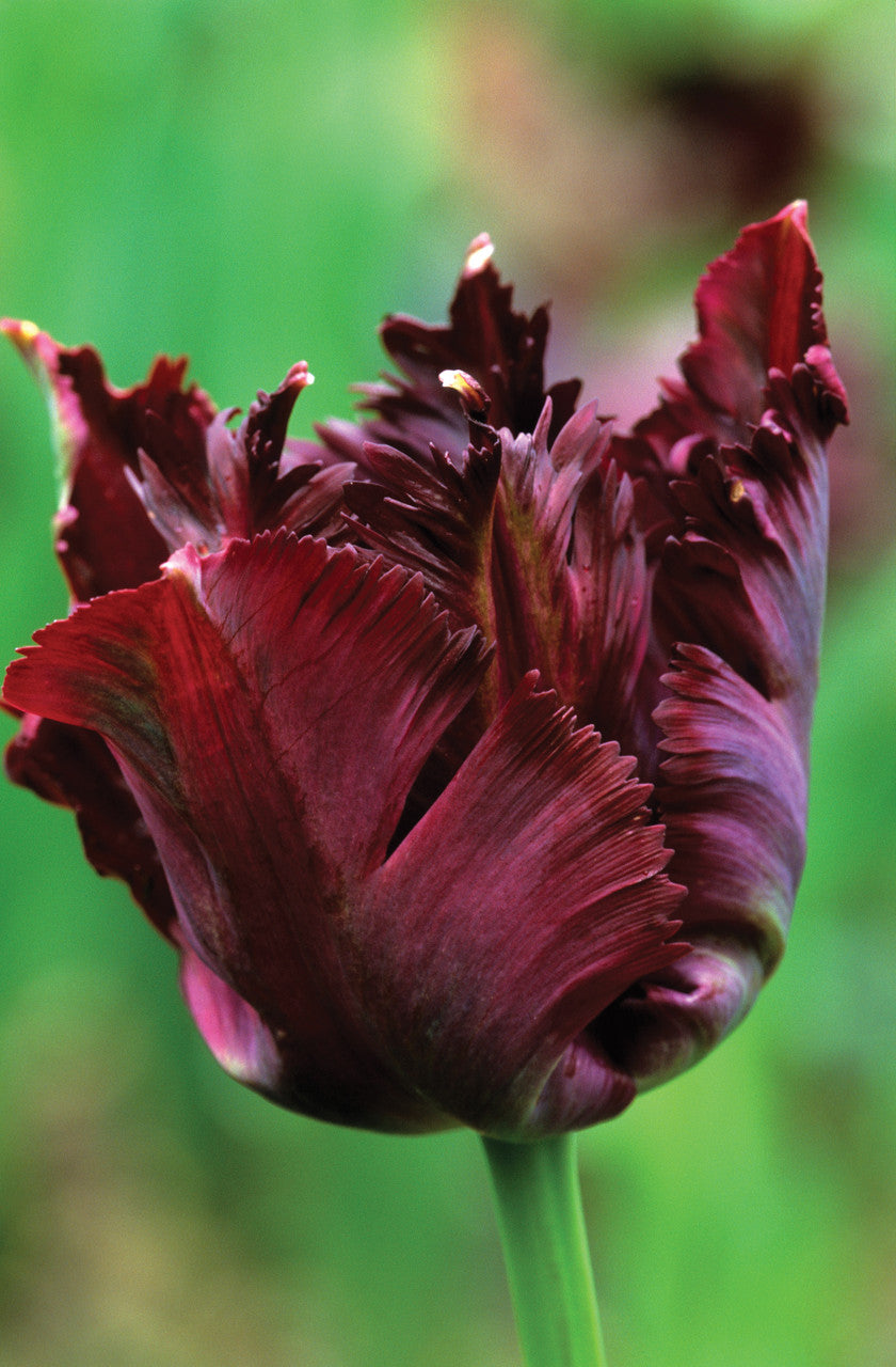 Sarah Raven Bulbs Tulip Black Parrot Blumenzwiebeln 10 Stück schwarz
