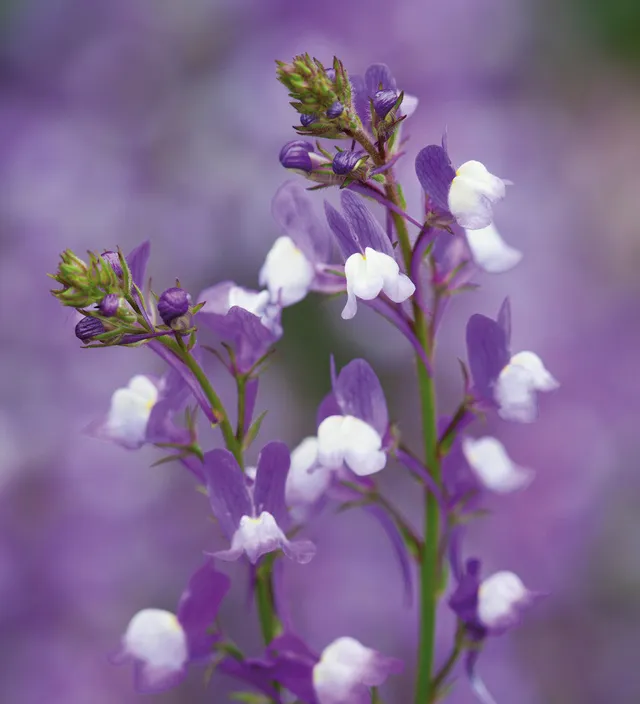 Sarah Raven Linaria maroccana Licilia Azure Samen 200 Stück blau