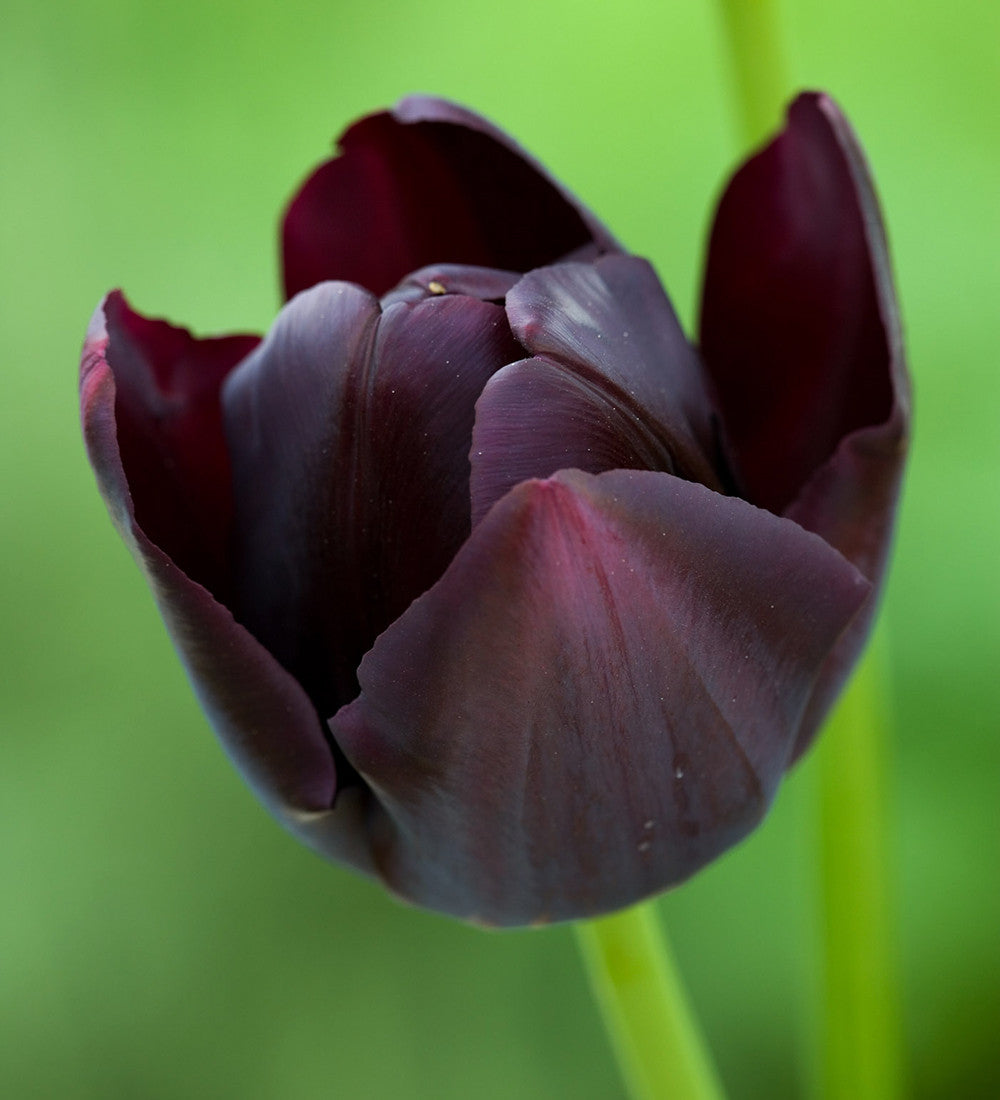 Sarah Raven Bulbs Byzantine Tulip Collection Tulpenzwiebeln 20 Stück dunkel