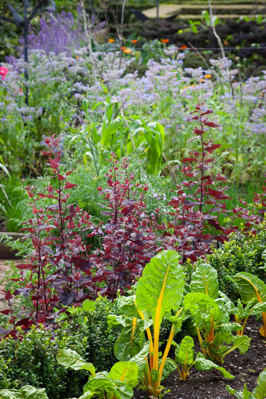 Sarah Raven Atriplex Gartenmelde Samen 200 Samen rot essbar