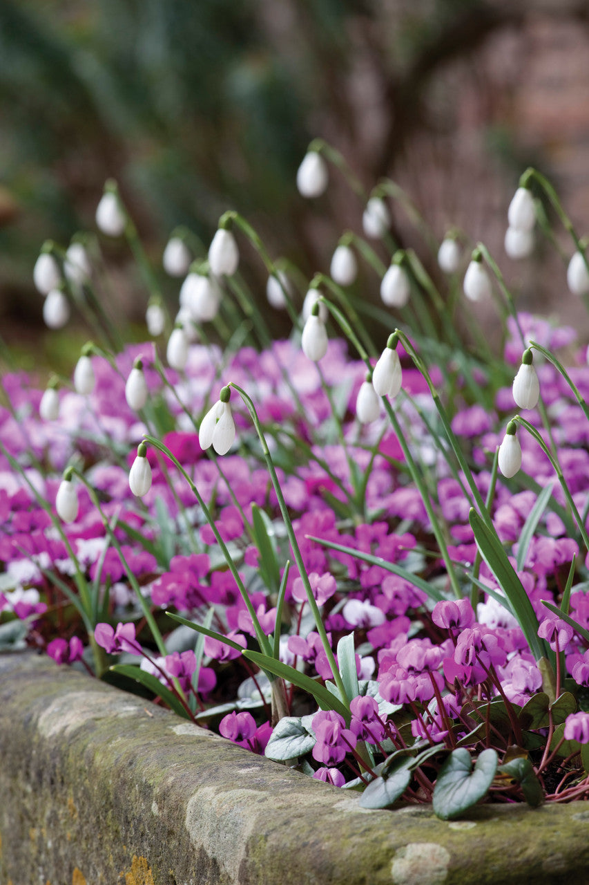 Sarah Raven Bulbs Blumenzwiebeln Schatten 120 Stück naturalisierend
