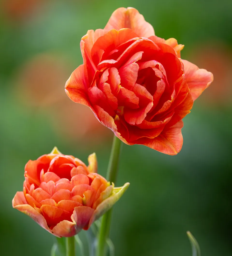 Sarah Raven Bulbs Tulip Orange Flavour Zwiebel 10 Stück orange