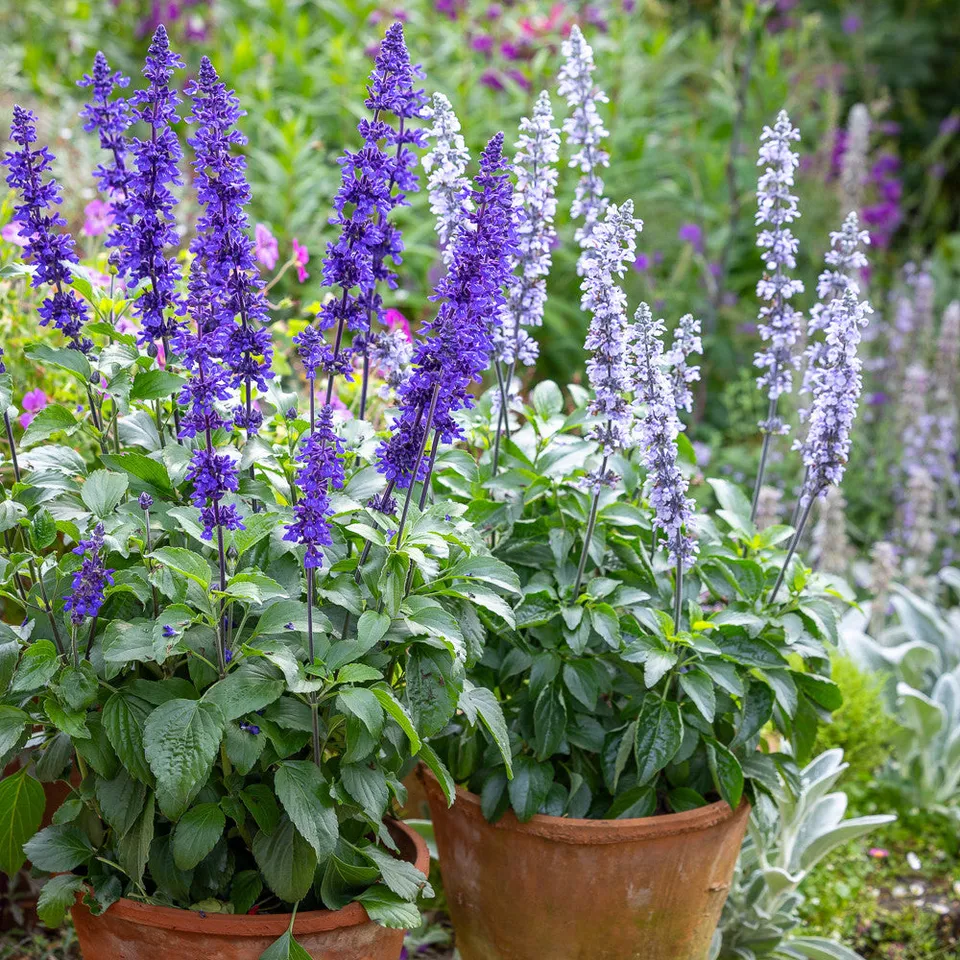 Sarah Raven Salvia Collection Mystic Spires 6x9cm blau