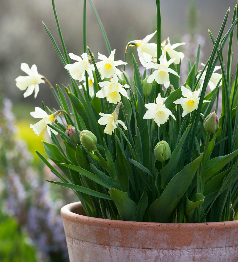 Sarah Raven Bulbs Lasagne Blumenzwiebeln 35 Stk Topf-Mix