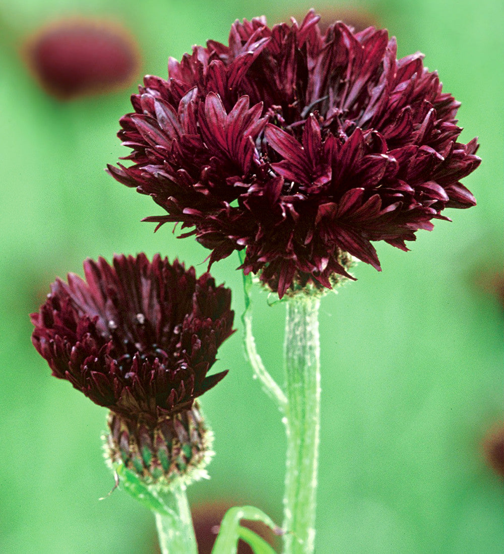 Sarah Raven Centaurea Black Ball Samen 300 Samen dunkelrot