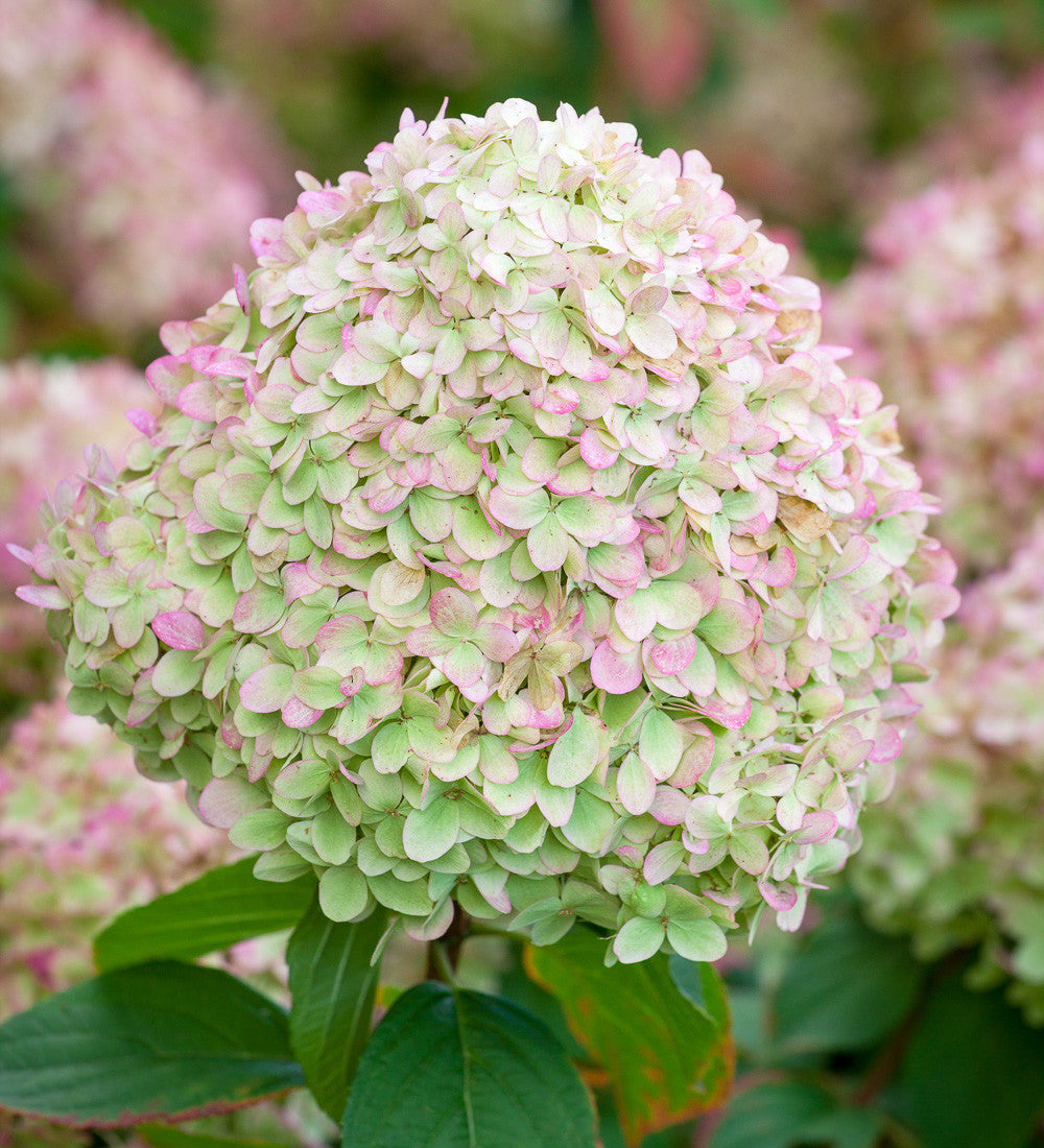 Sarah Raven Plants Hydrangea Limelight Hortensie 2 Liter Topf grün