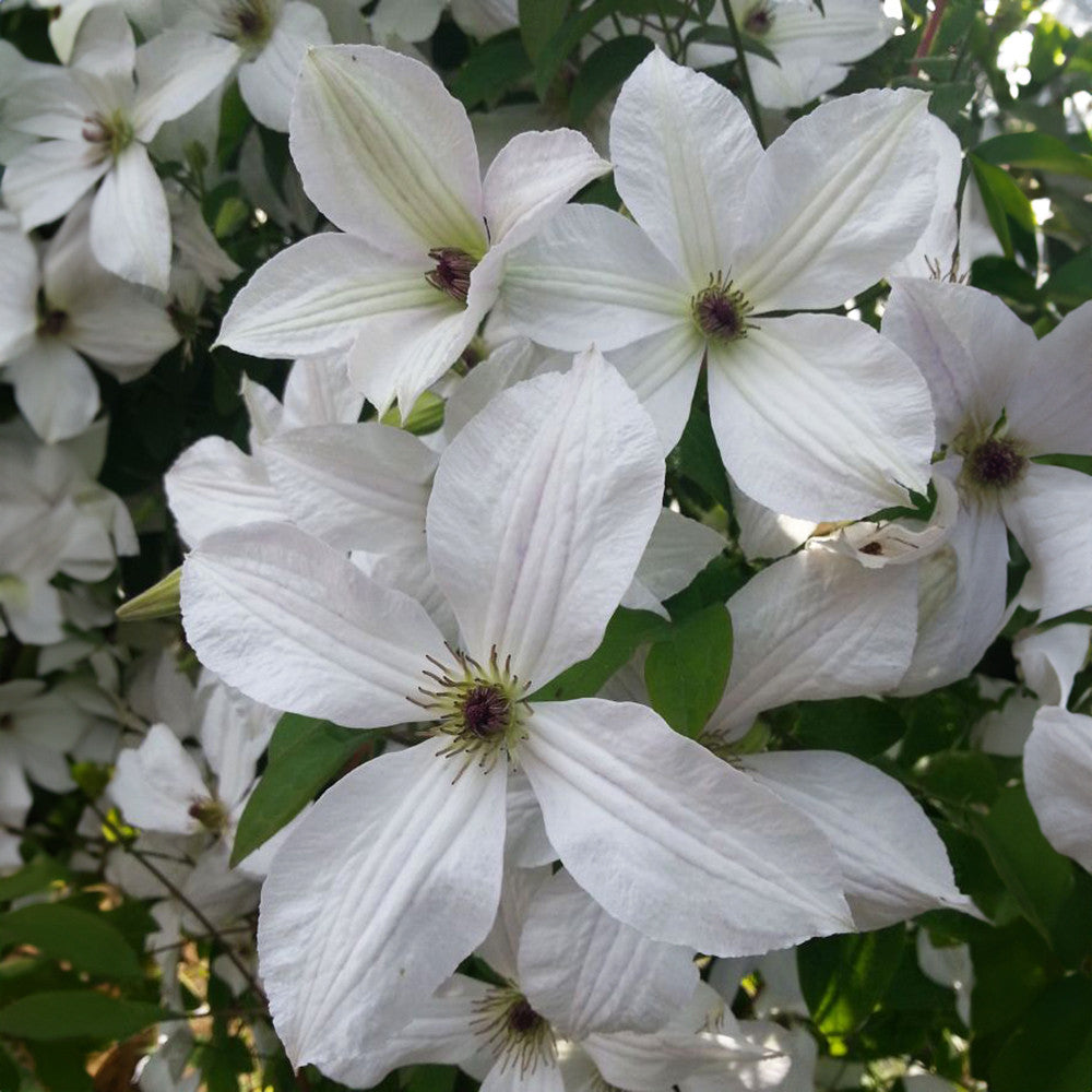 Sarah Raven Plants Clematis Forever Friends Waldrebe 2 Liter weiß