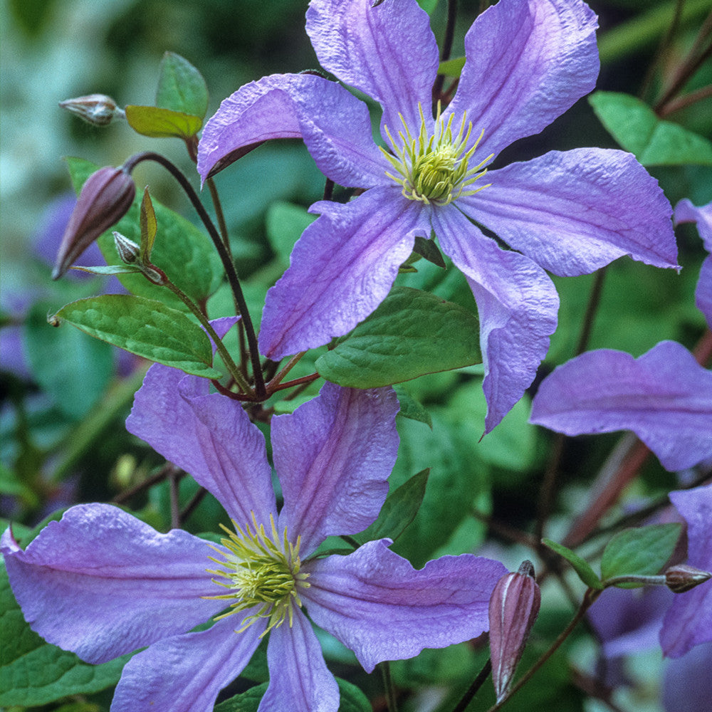 Sarah Raven Plants Crown Clematis Collection Kletterpflanze 3x2L rosa