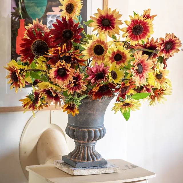 Sarah Raven Seeds Vintage Sunflower Sonnenblumensamen 30 Samen