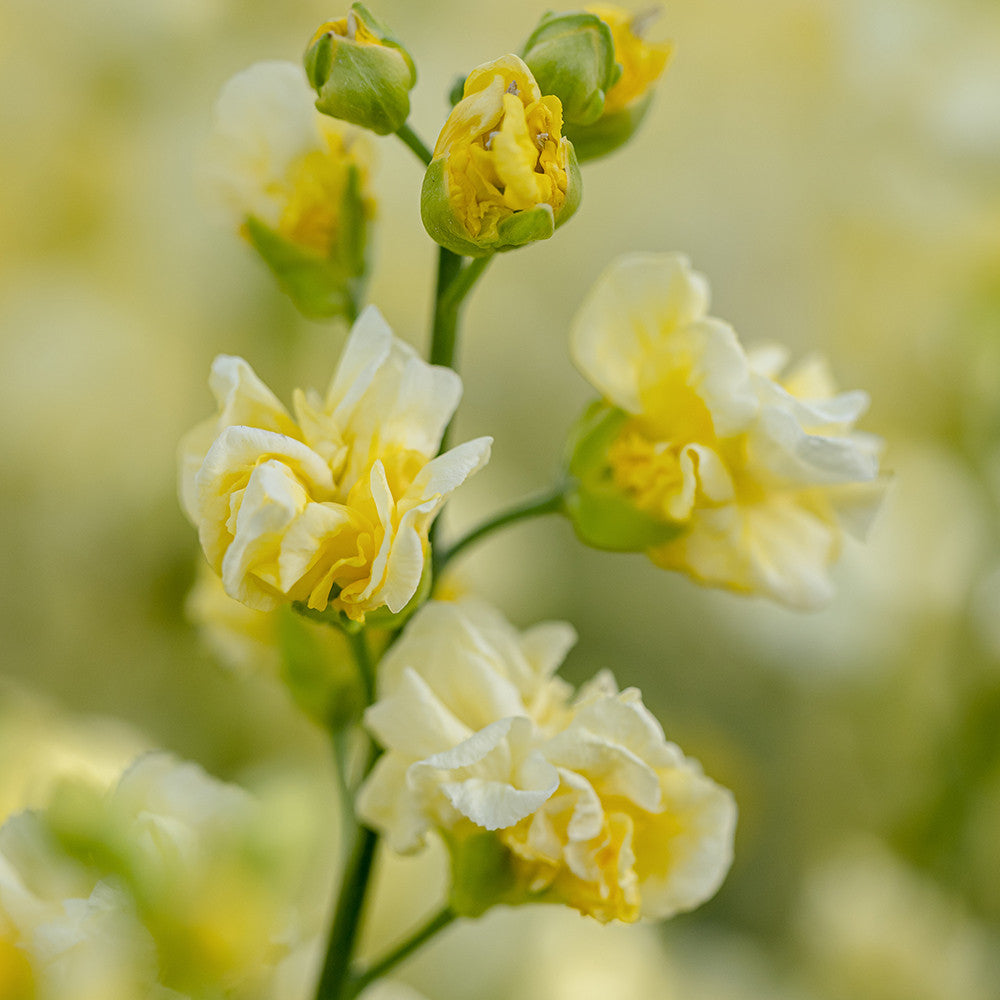 Sarah Raven Plants Wallflower Taffeta Primrose Goldlack 3x9cm gelb duftend