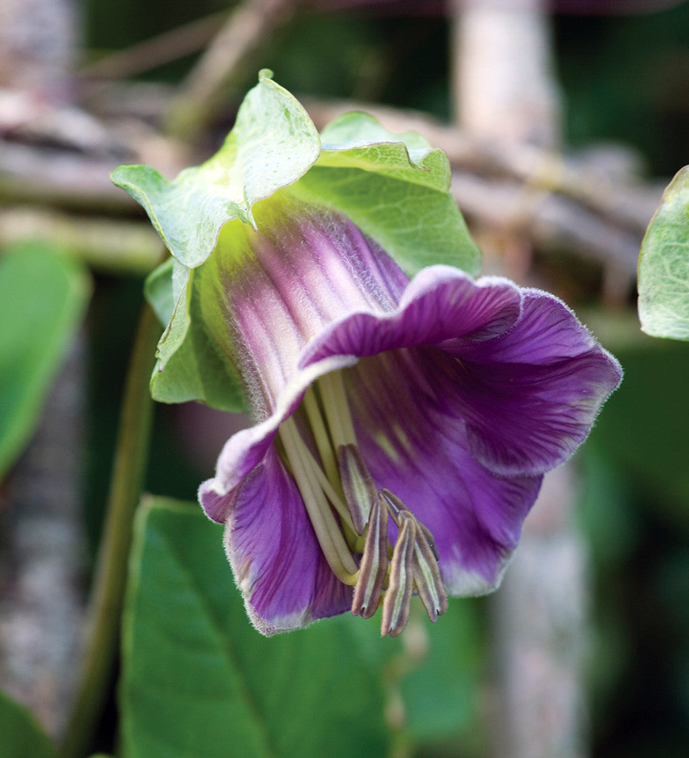 Sarah Raven Cobaea scandens Samen 20 Stück Kletterpflanze