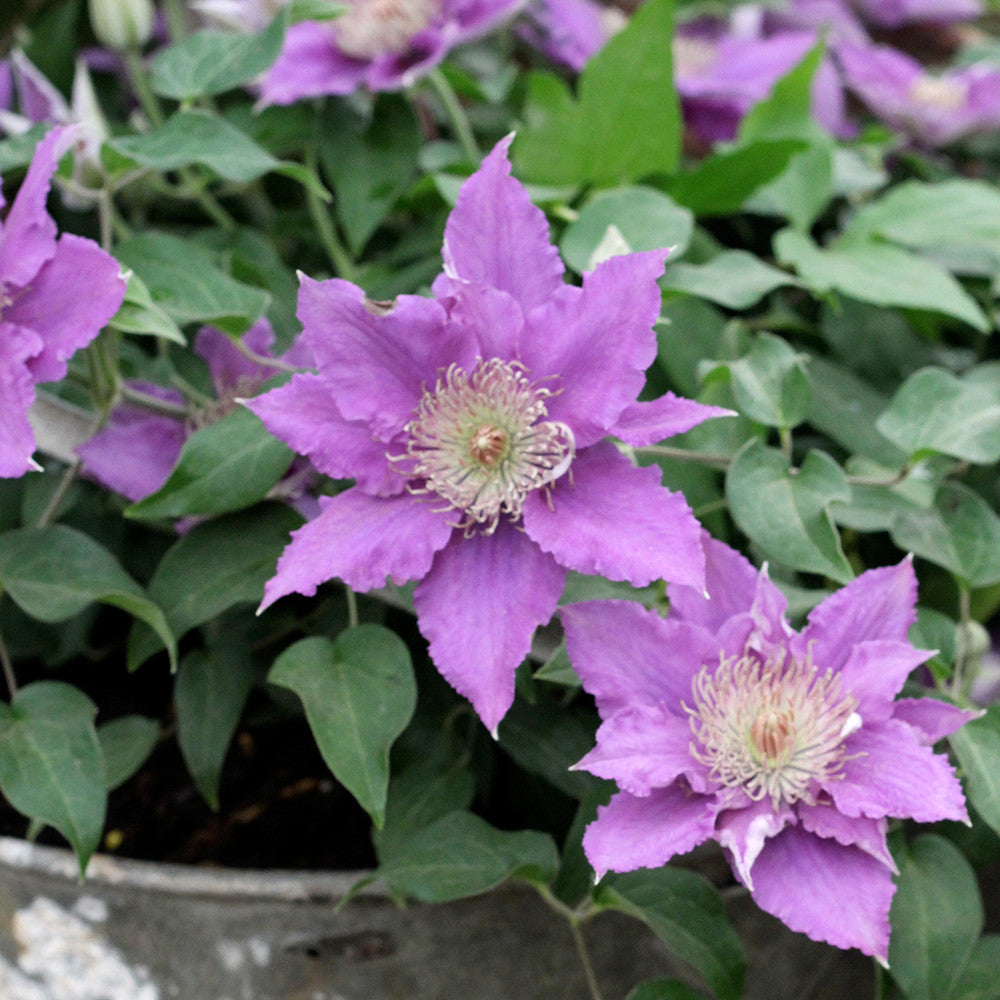 Sarah Raven Clematis Bijou Pflanze 3L Topf violett für Balkon