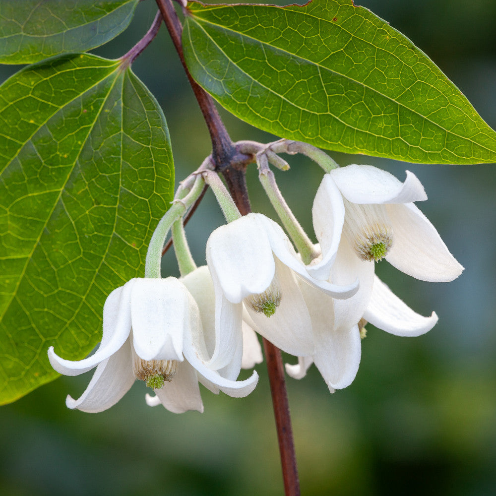 Sarah Raven Plants Clematis Winter Beauty Pflanze 2 Liter Topf winterblühend