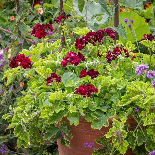 Sarah Raven Plants Pelargonie Chocolate 6x 9cm Duft