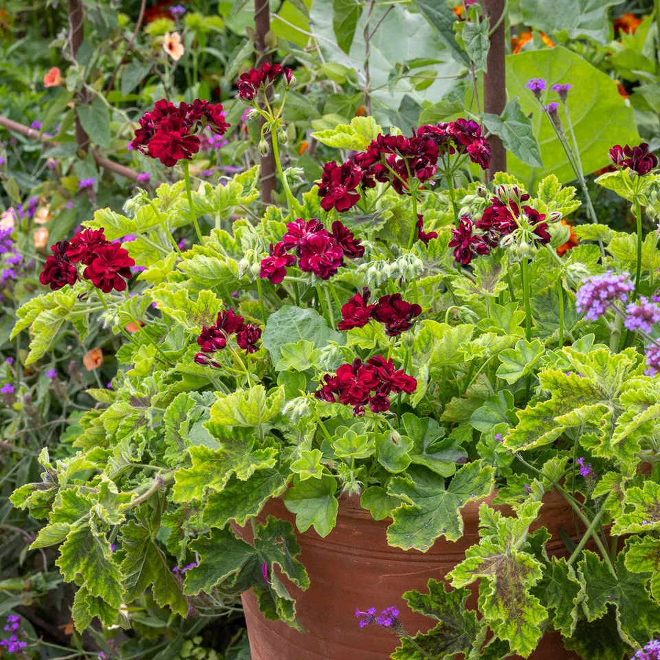 Sarah Raven Plants Pelargonie Chocolate 6x 9cm Duft