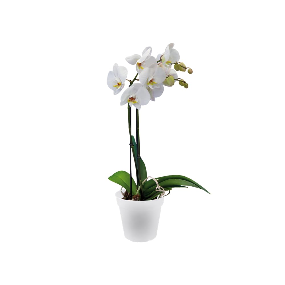 elho Green Basics Orchideentopf 13 cm transparent rund