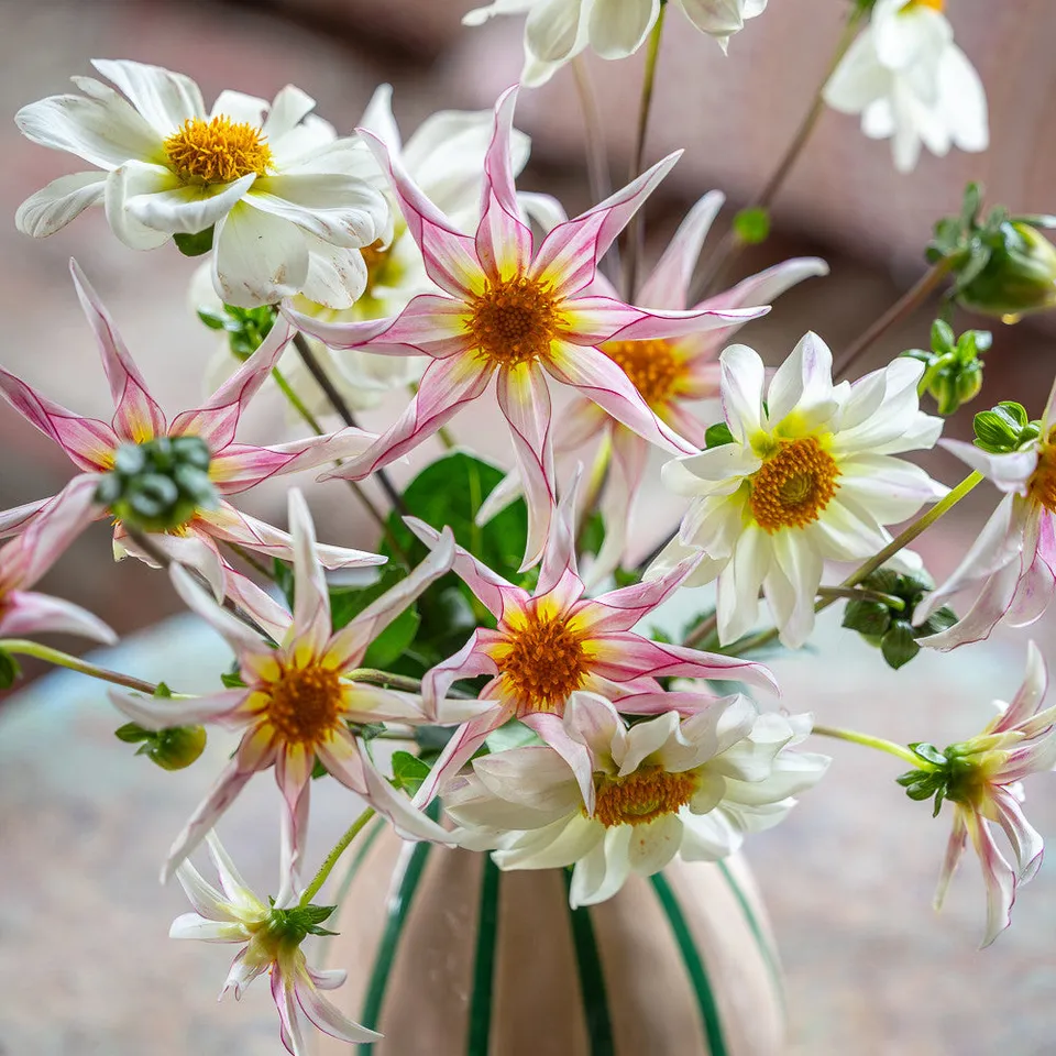 Sarah Raven Bulbs White Star Dahlia Kollektion Knollen 4 Stück