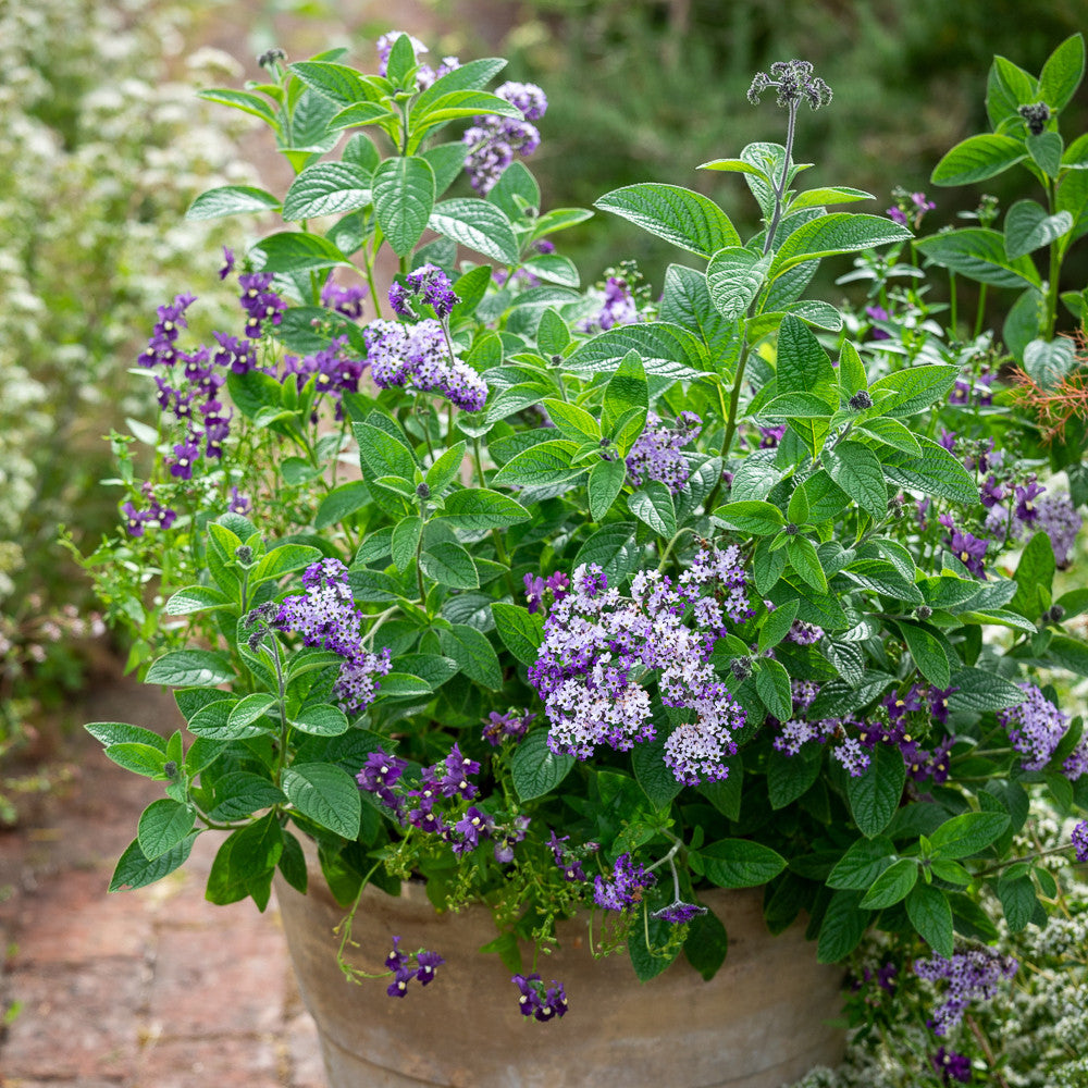 Sarah Raven Plants Heliotropium Reva Duftpflanze 3x9cm Topf