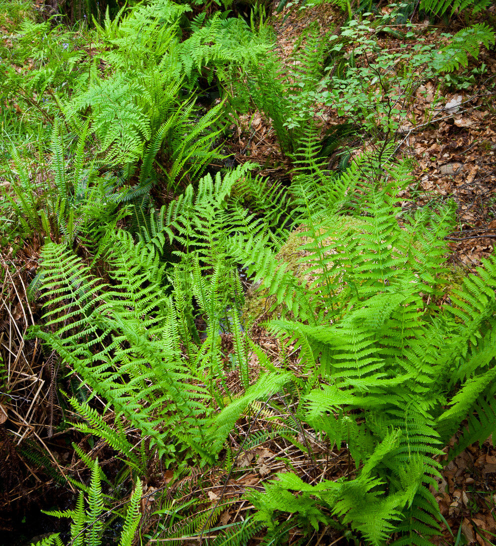 Sarah Raven Plants Dryopteris filix-mas Farn 3x 9cm Schatten
