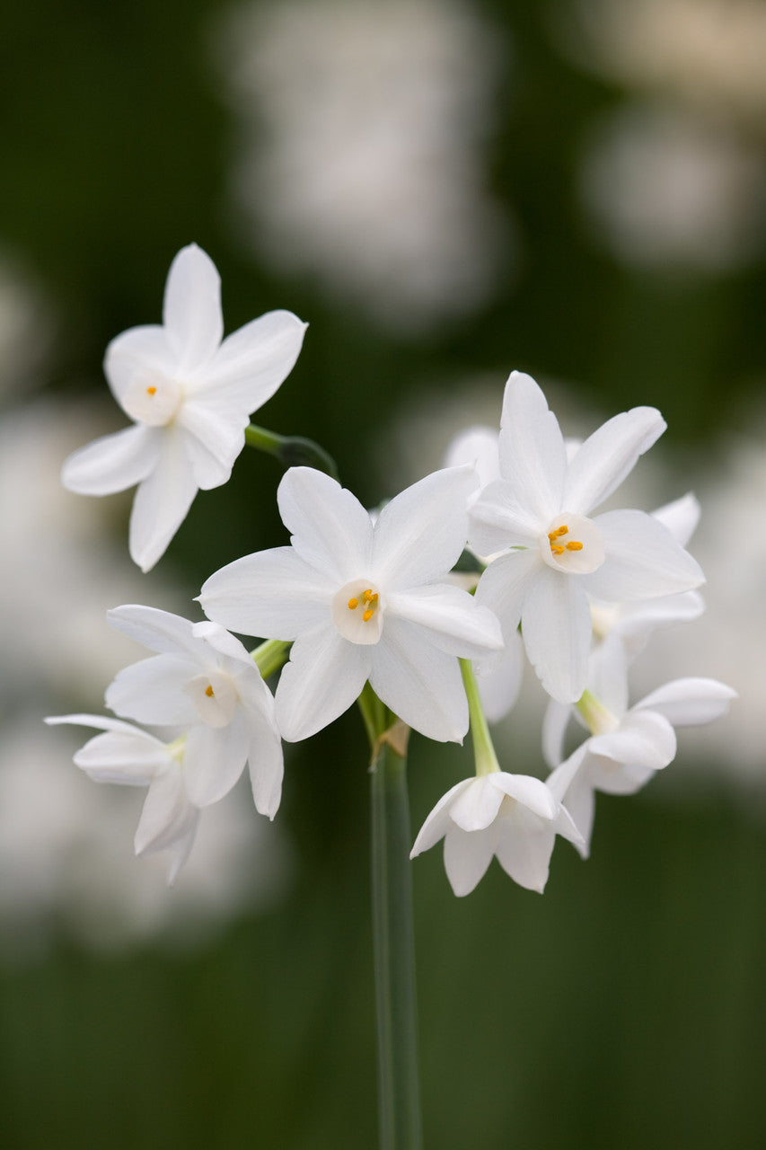 Sarah Raven Bulbs Scented Indoor Narcissus Collection Blumenzwiebeln 15 Stück
