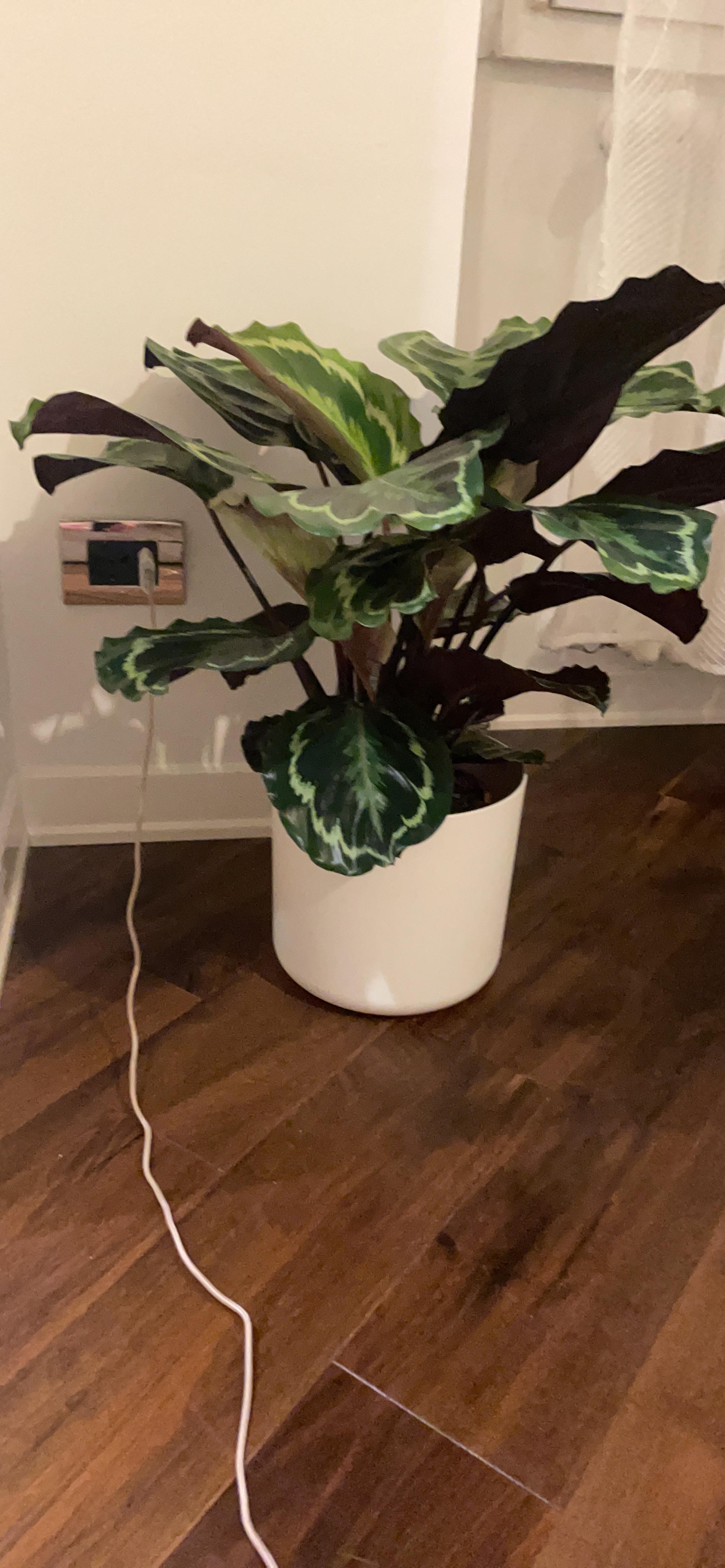 elho B.for Soft Blumentopf 25 cm Anthracite recycelt