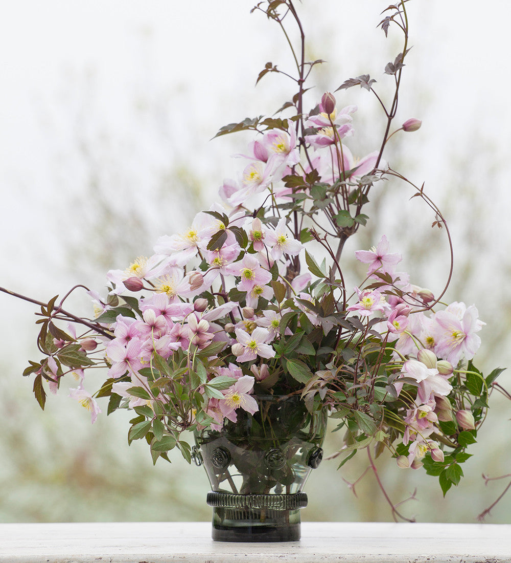 Sarah Raven Clematis Elizabeth Kletterpflanze 2L duftend