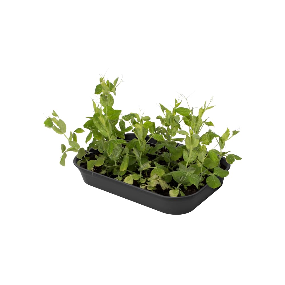 elho Green Basics Anzucht Schale M Pflanzschale 36 cm Schwarz