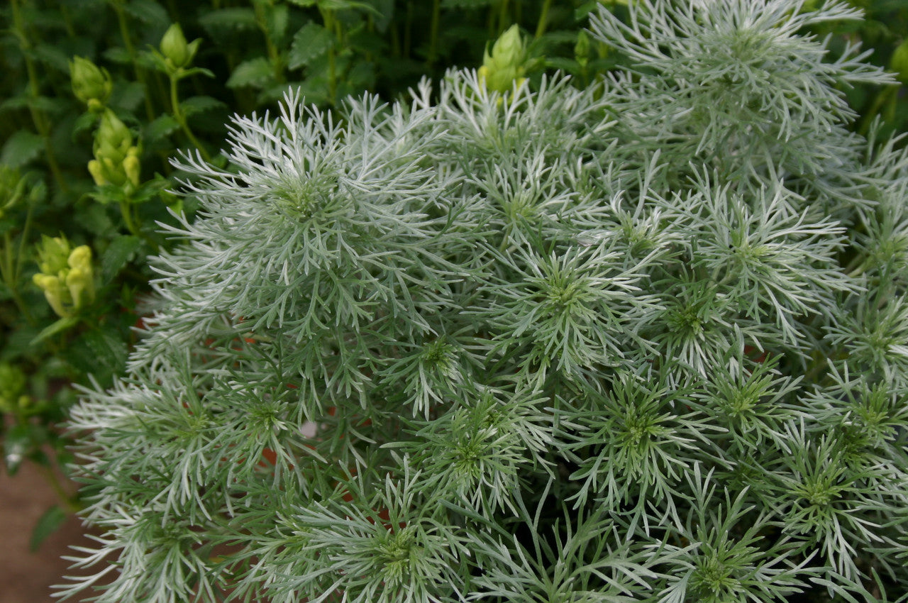 Sarah Raven Plants Forever Flowering Pflanzen 6x9cm rosa Dauerblüher