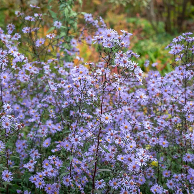 Sarah Raven Plants Symphyotrichum Calliope Pflanze 3x 9cm Herbst