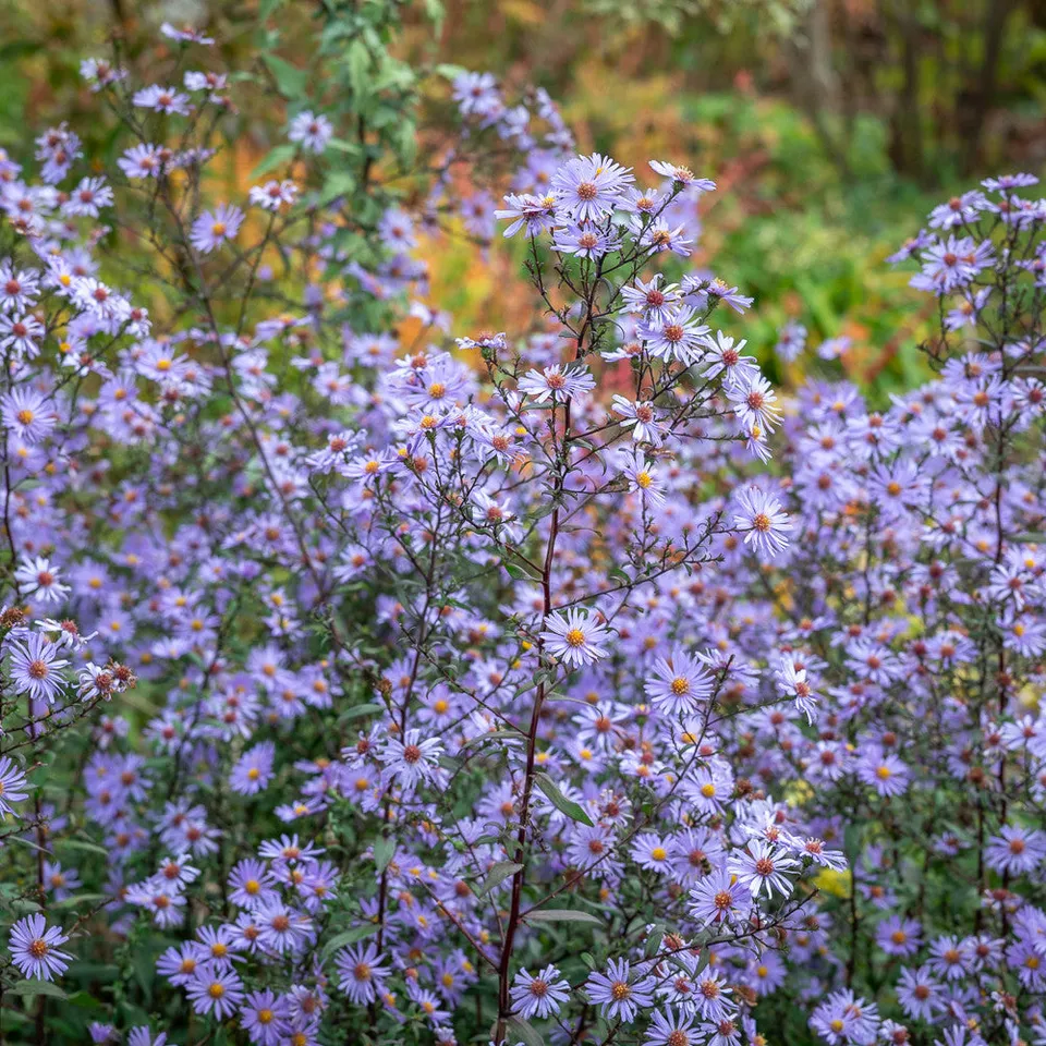 Sarah Raven Plants Symphyotrichum Calliope Pflanze 3x 9cm Herbst